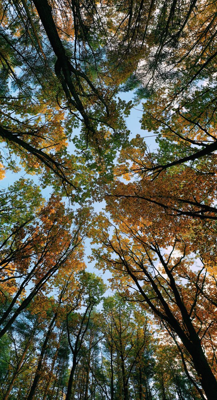 About Looking up at autumn tree canopy against a bright blue sky, showcasing fall colors.